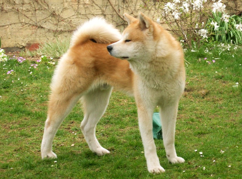 Fukuryû go Kami No Mori Kensha