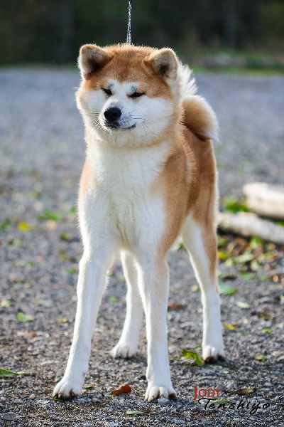 Ginshu go Kami No Mori Kensha