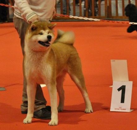 Hokuten go Kami No Mori Kensha
